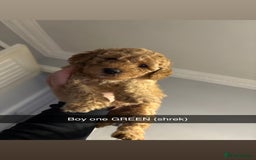 Miniature Poodle dogs for sale: Miniature poodles - Image 4