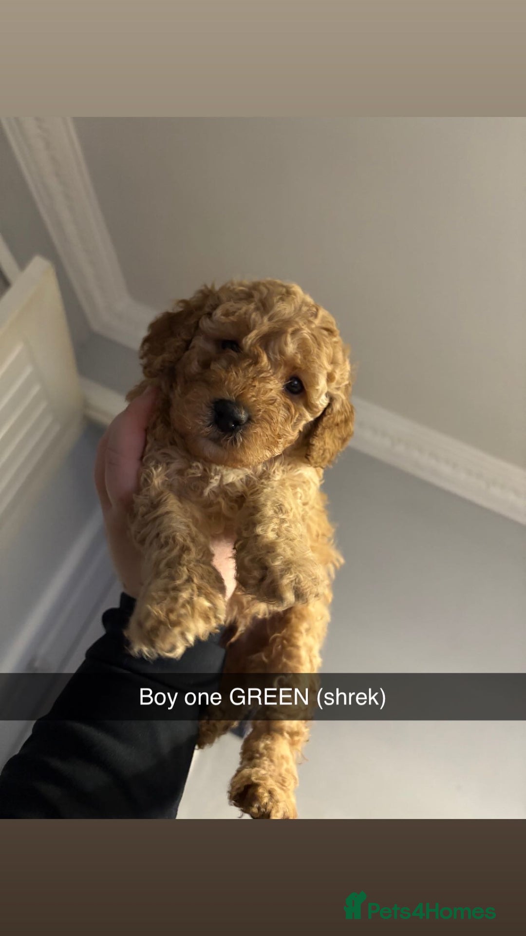 Miniature Poodle dogs for sale: Miniature poodles - Image 4