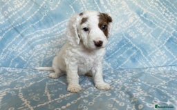 Cockapoo dogs for sale: Adorable F2 Cockapoo Puppies, Ready 12 Oct - Image 24