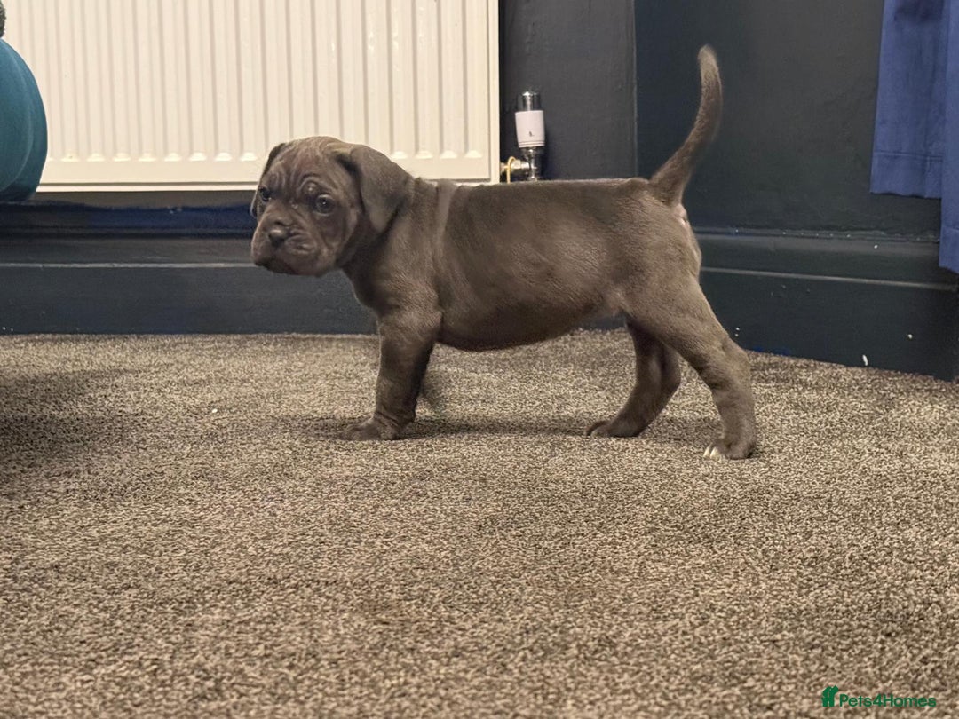 Cane Corso dogs for sale: Exceptional Quality Full Pedigree  - Advert 30