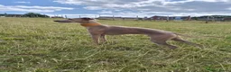 Italian Greyhound dogs for stud: Italian greyhound for stud  - Advert 2