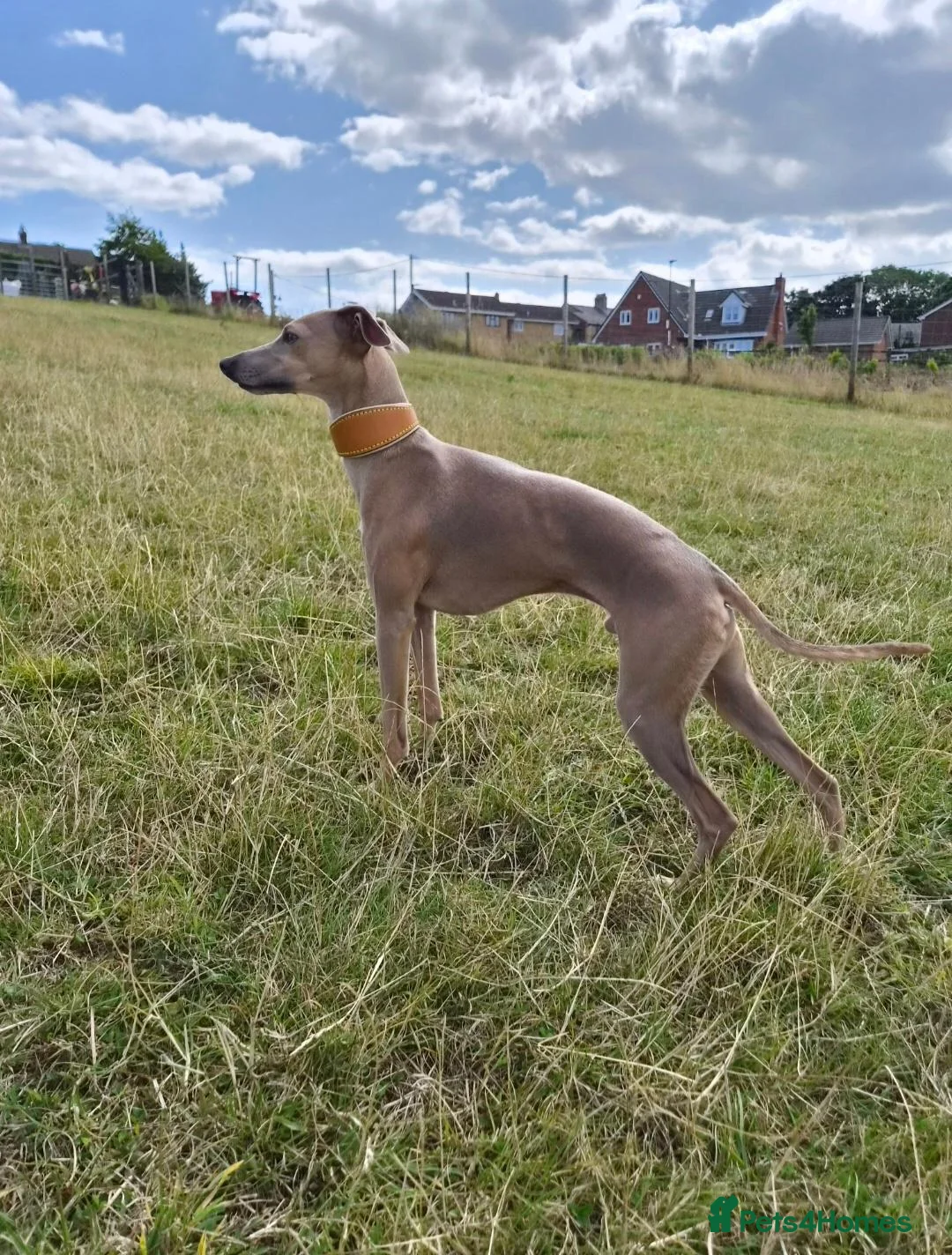 Italian Greyhound dogs for stud: Italian greyhound for stud  - Advert 2
