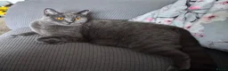 British Shorthair cats for sale: Dottie British Blue Shorthair - Advert 2
