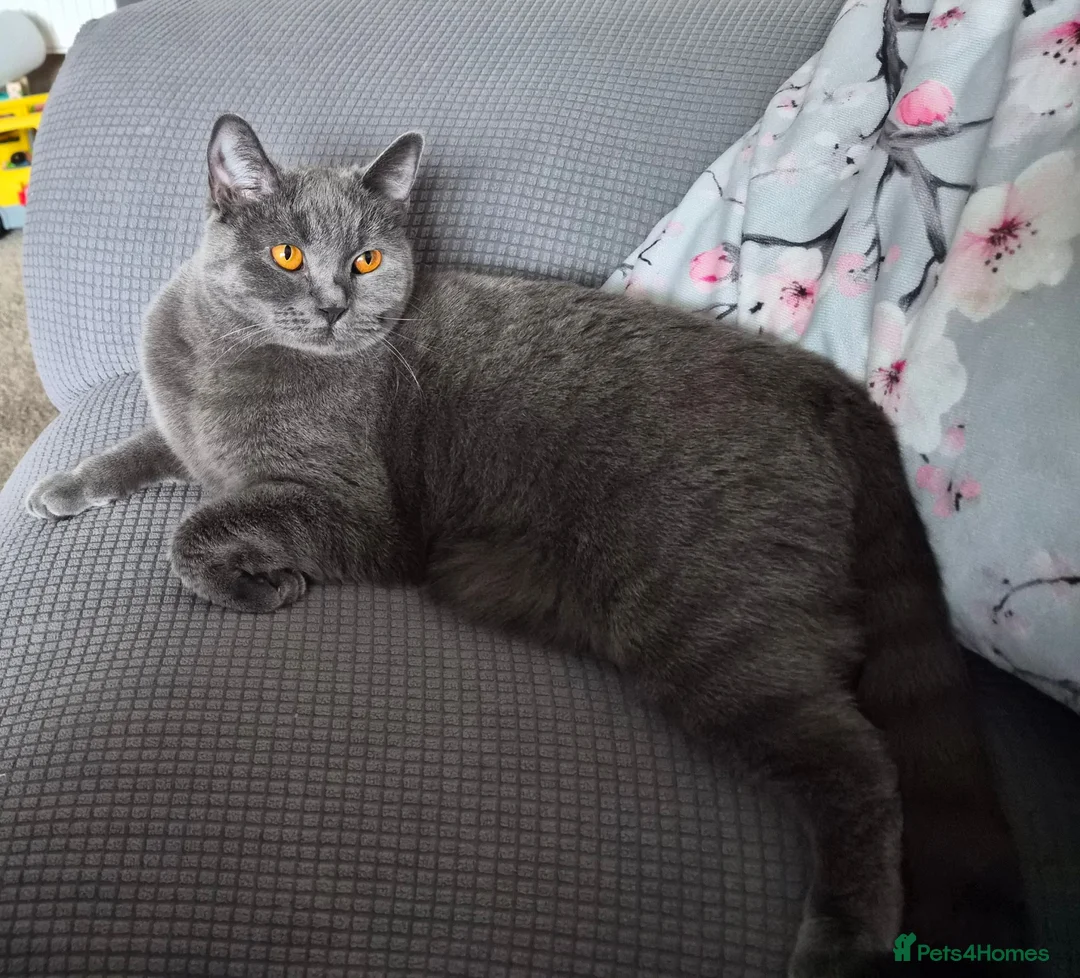 British Shorthair cats for sale: Dottie British Blue Shorthair - Advert 2