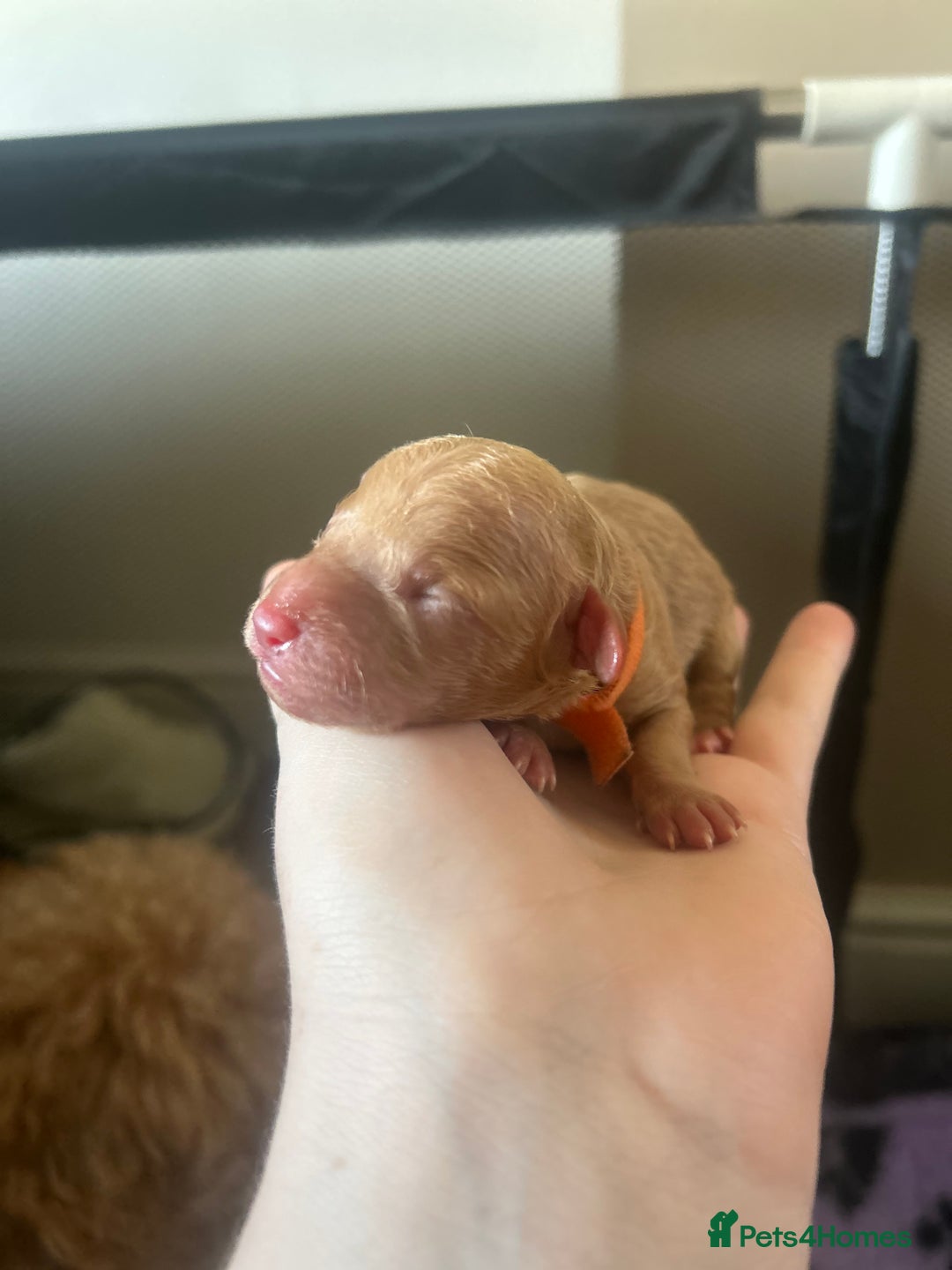Cockapoo dogs for sale: Beautiful Cockapoo pups ready 22/11/2025 - Image 6