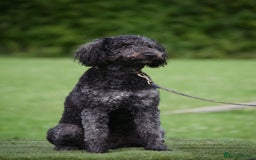 Goldendoodle dogs for stud: Exceptional Rare Colour GoldenDoodle Stud - Image 1