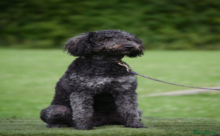 Goldendoodle dogs - Advert 1