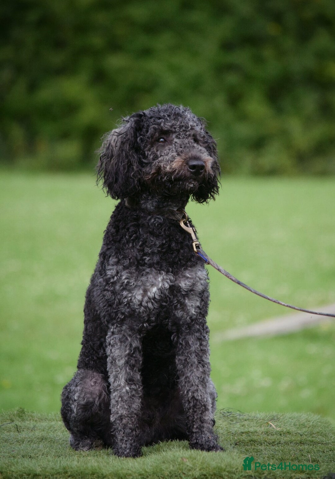 Goldendoodle dogs for stud: Exceptional Rare Colour GoldenDoodle Stud - Image 1
