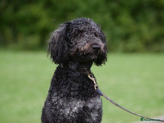 Goldendoodle dogs - Advert 2