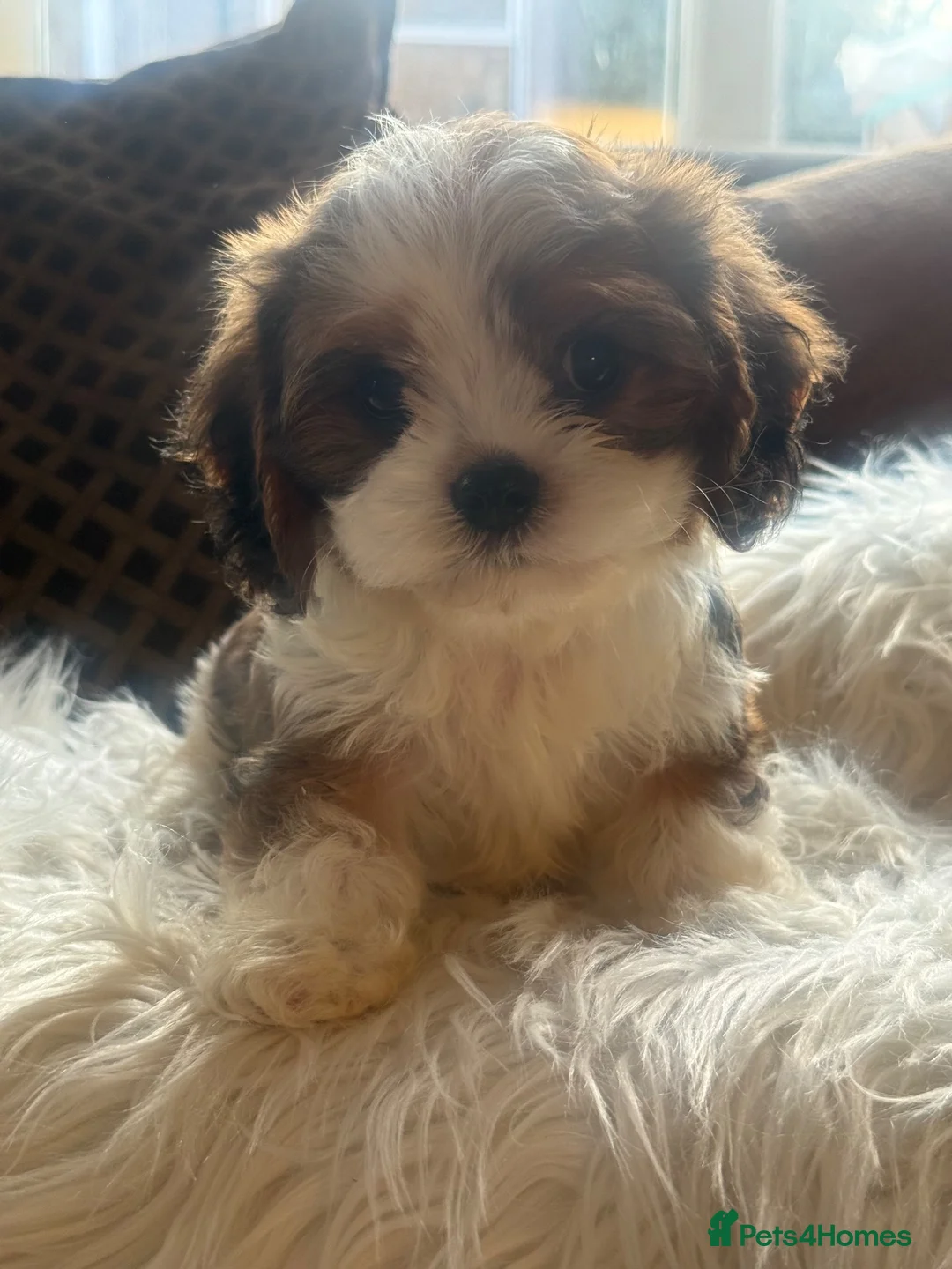 Cavapoochon dogs for sale: Ready to leave now extensively health tested 💙 - Advert 14