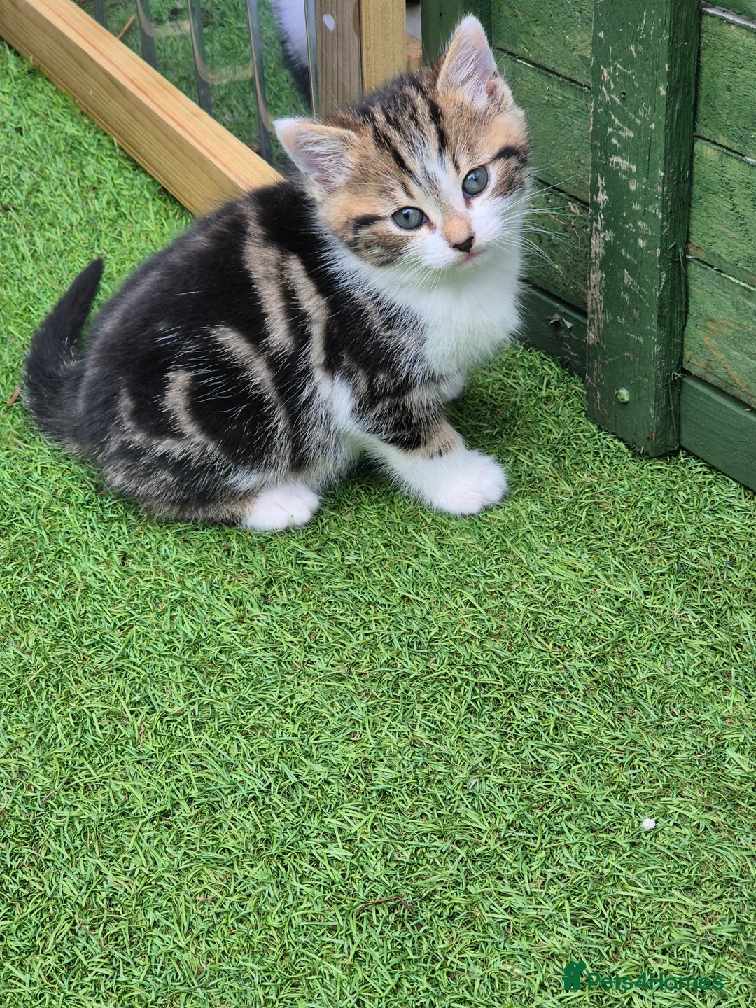 Mixed Breed cats for sale: 5 little kitten  - Advert 11