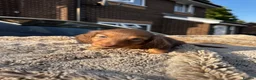 Miniature Dachshund dogs for sale: ✨KC PRA CLEAR miniature longhair dachshund  - Advert 22
