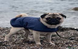 Pug dogs for stud: Brian the ultimate pug for stud only  - Image 7