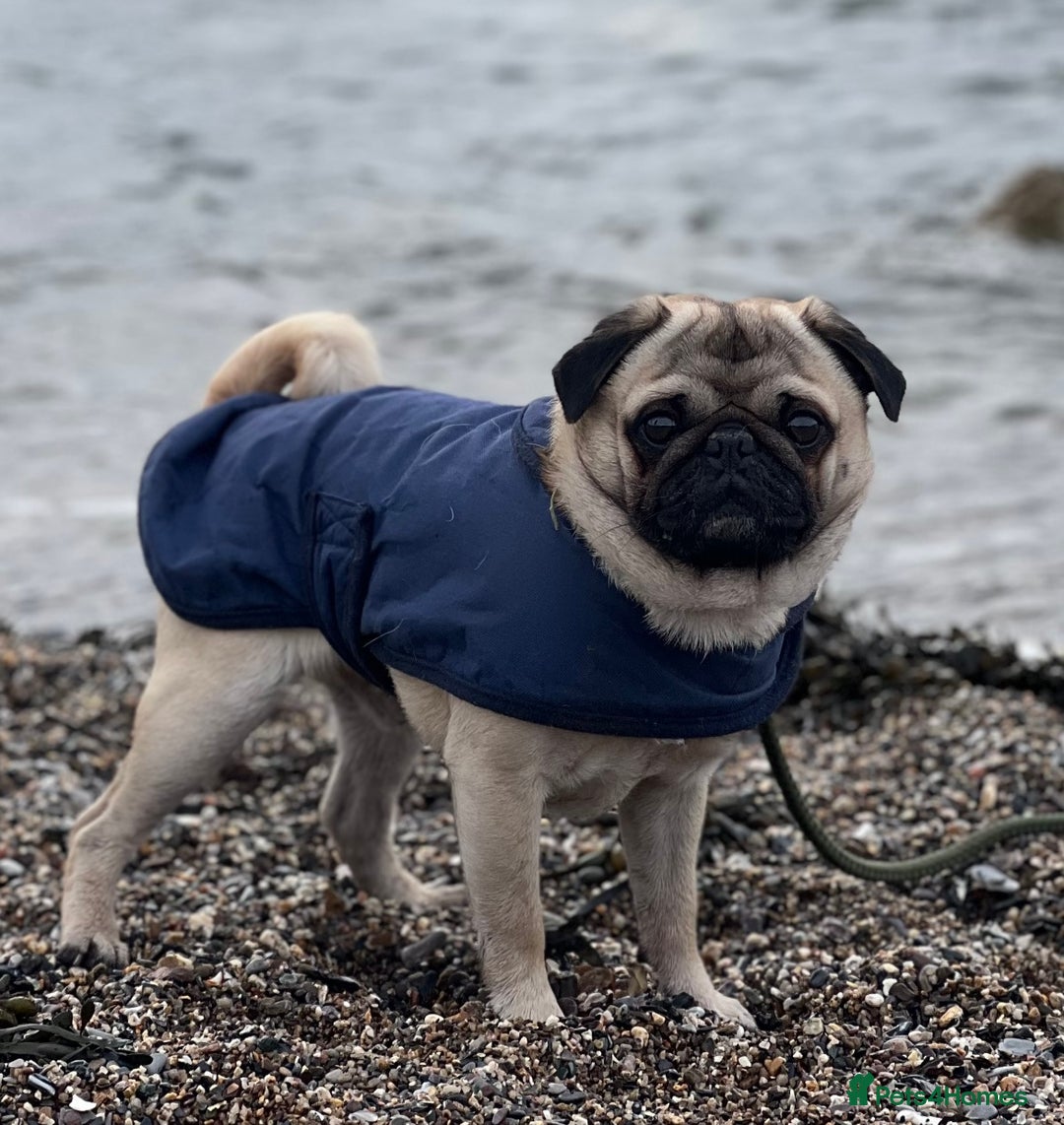 Pug dogs for stud: Brian the ultimate pug for stud only  - Image 7
