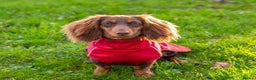Miniature Dachshund dogs for stud: CHOCOLATE TOY DACHSHUND  - Advert 1