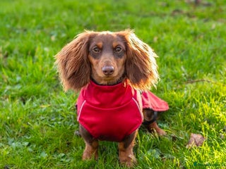 Miniature Dachshund dogs - Advert 26