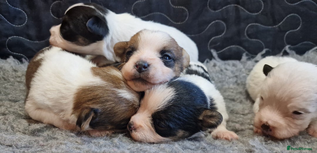 Jack Russell dogs for sale: kC Reg Jack Russell Pups, DNA Health Tested - Image 30