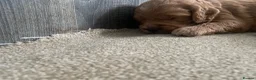 Mixed Breed dogs for sale: Adorable Cockapoo Puppies - Advert 3