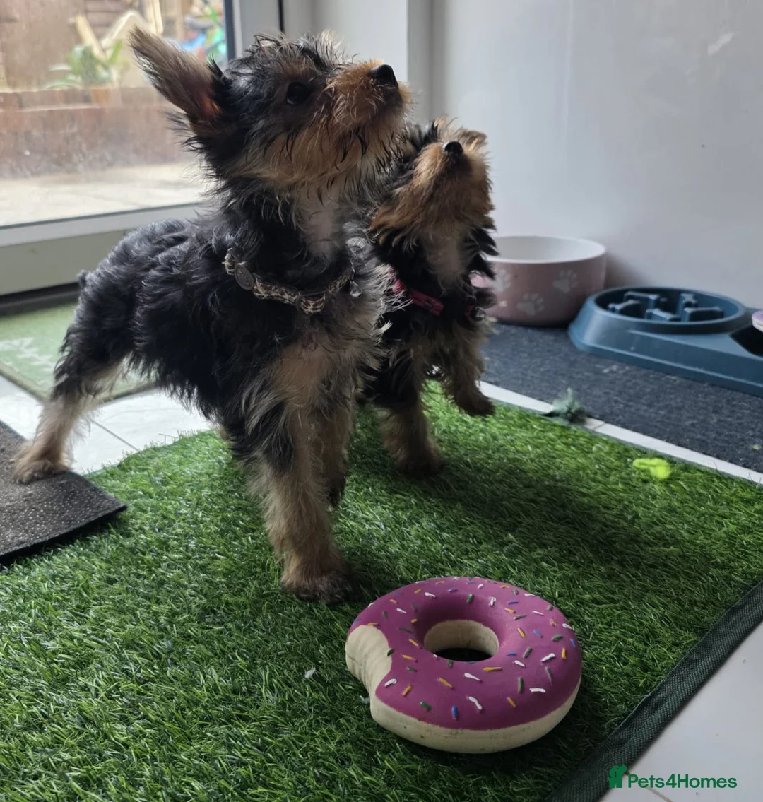 Yorkshire Terrier dogs for sale: Beautiful, pure breed Yorkshire terrier  - Advert 2