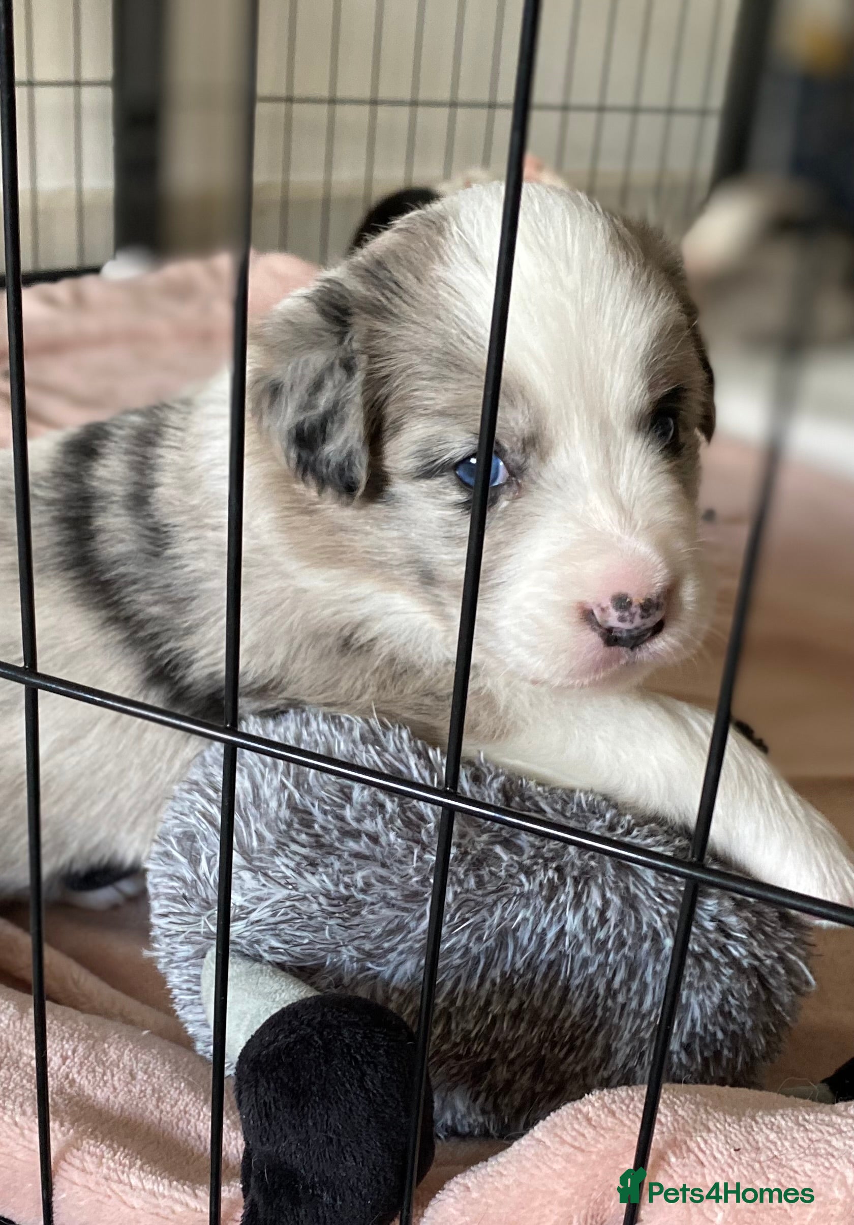 Border Collie dogs Handsome chunky Border Collie pups - Advert 2