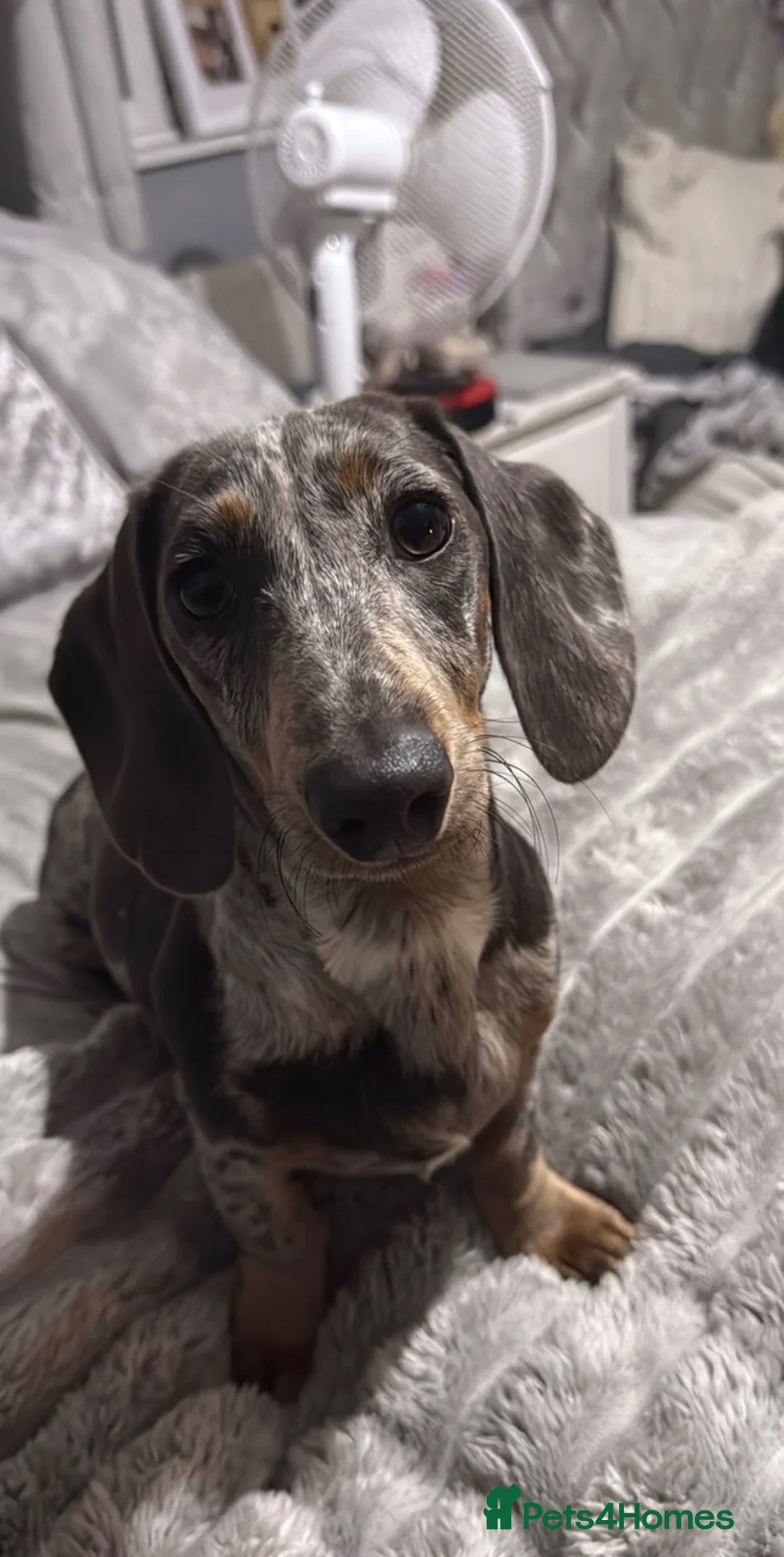 Miniature Dachshund dogs for sale: Miniature dachshund - Advert 2