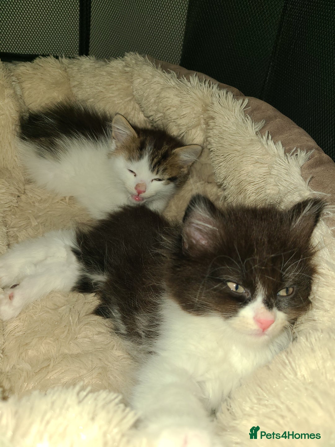 Mixed Breed cats for sale: 4 beautiful kittens  - Advert 11
