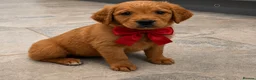 Golden Retriever dogs for sale: READY NOW* KC Dark Golden Retrievers 🧬 - Advert 10