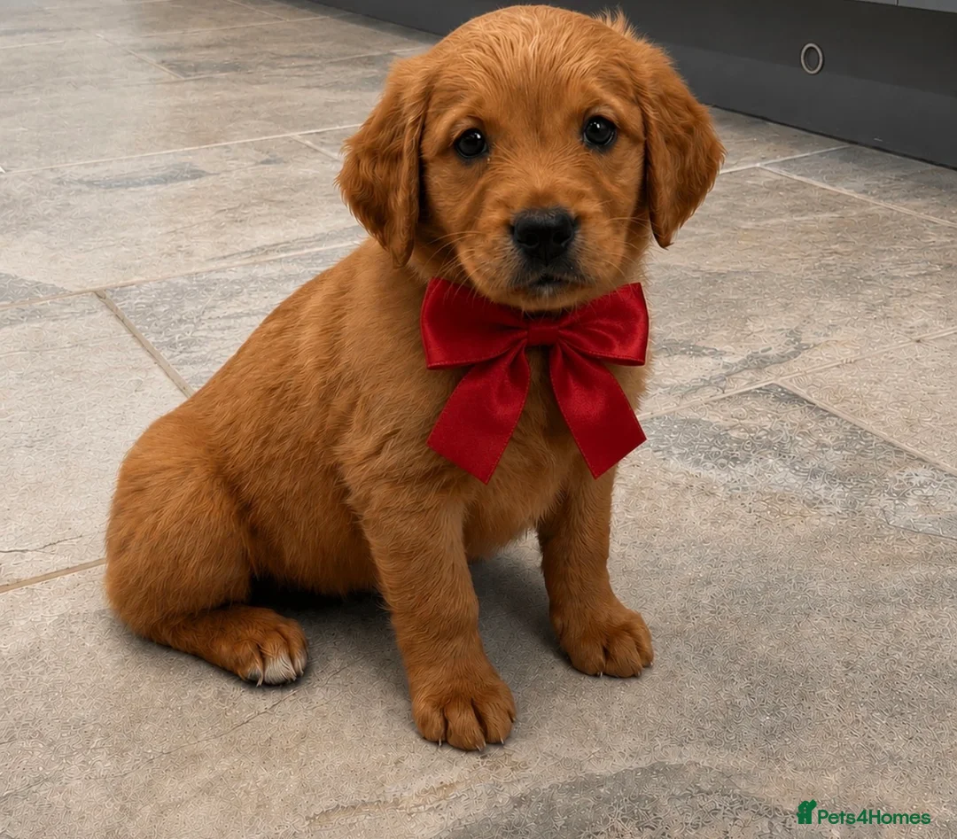 Golden Retriever dogs for sale: READY NOW* KC Dark Golden Retrievers 🧬 - Advert 10