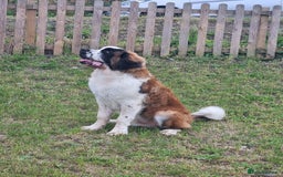 Saint Bernard dogs for sale: Beautiful 10 month old male saint bernard - Image 3