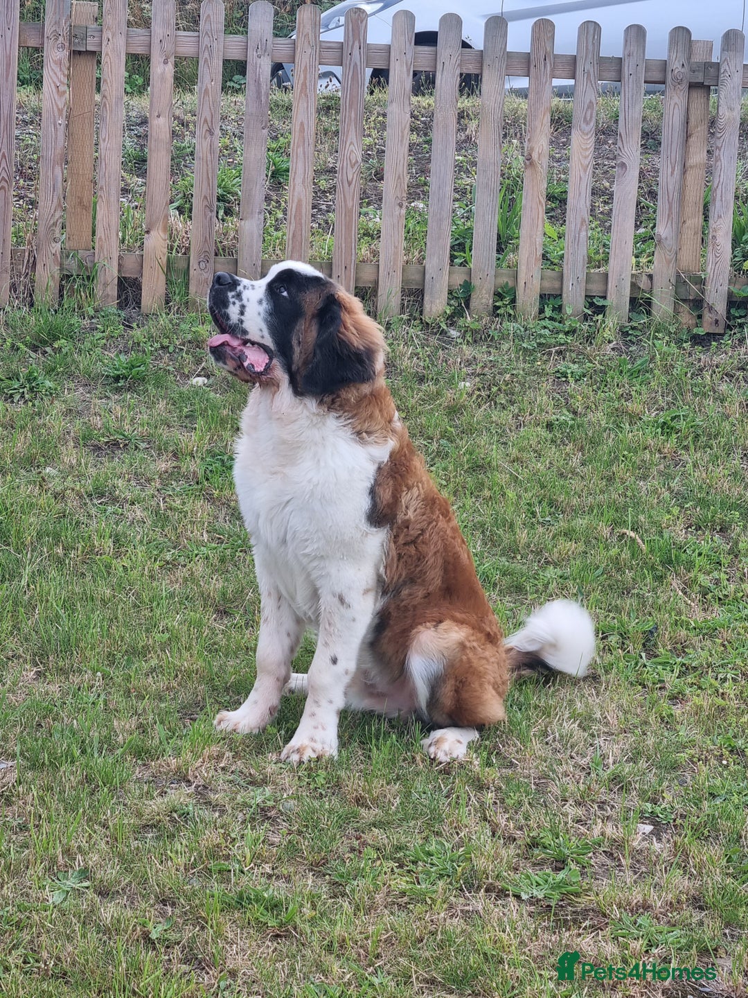 Saint Bernard dogs for sale: Beautiful 10 month old male saint bernard - Image 3