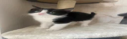 European cats for sale: Female kitten  - Advert 2