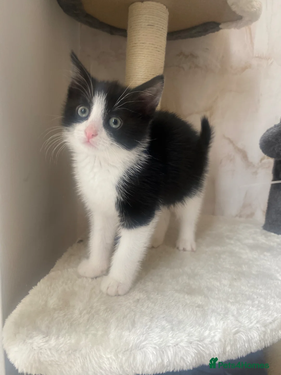 European cats for sale: Female kitten  - Advert 2