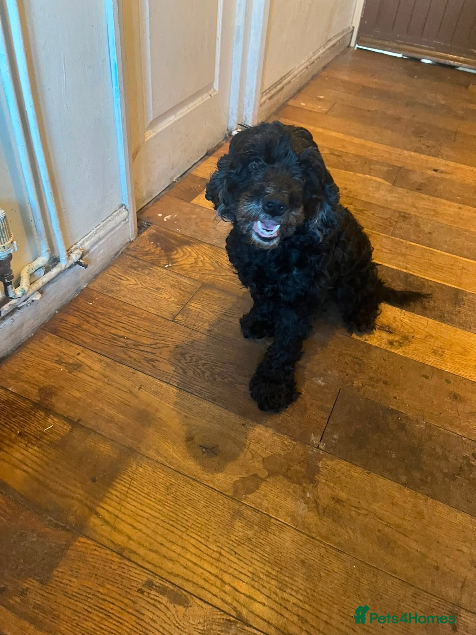 Mixed Breed dogs Free to a good home Nibblet - Advert 1