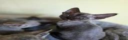 Devon Rex cats for sale: Pedigree TICA Registered Devon Rex  - Advert 8