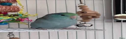 Parrots birds for sale: Beautiful Hand Tame Baby Male Parrotlet  - Advert 3