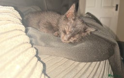 British Shorthair cats for sale: 2 kittens for rehoming - Image 1