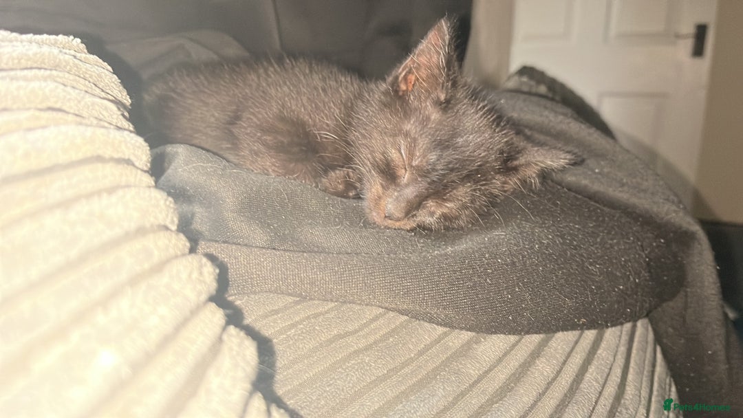 British Shorthair cats for sale: 2 kittens for rehoming - Image 1