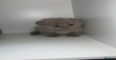 Scottish Fold cats - Advert 15
