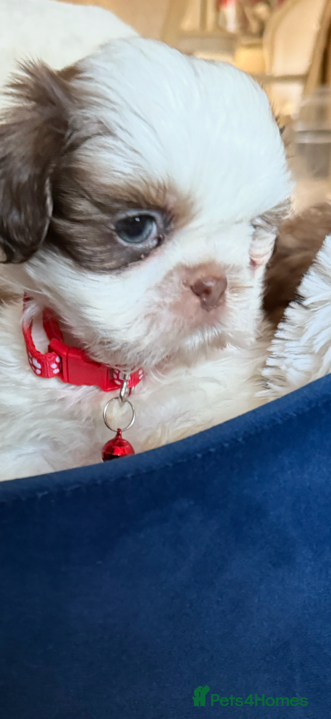 Shih Tzu dogs for sale: IMRERIAL SHIHTZU PUPPIES - Advert 12
