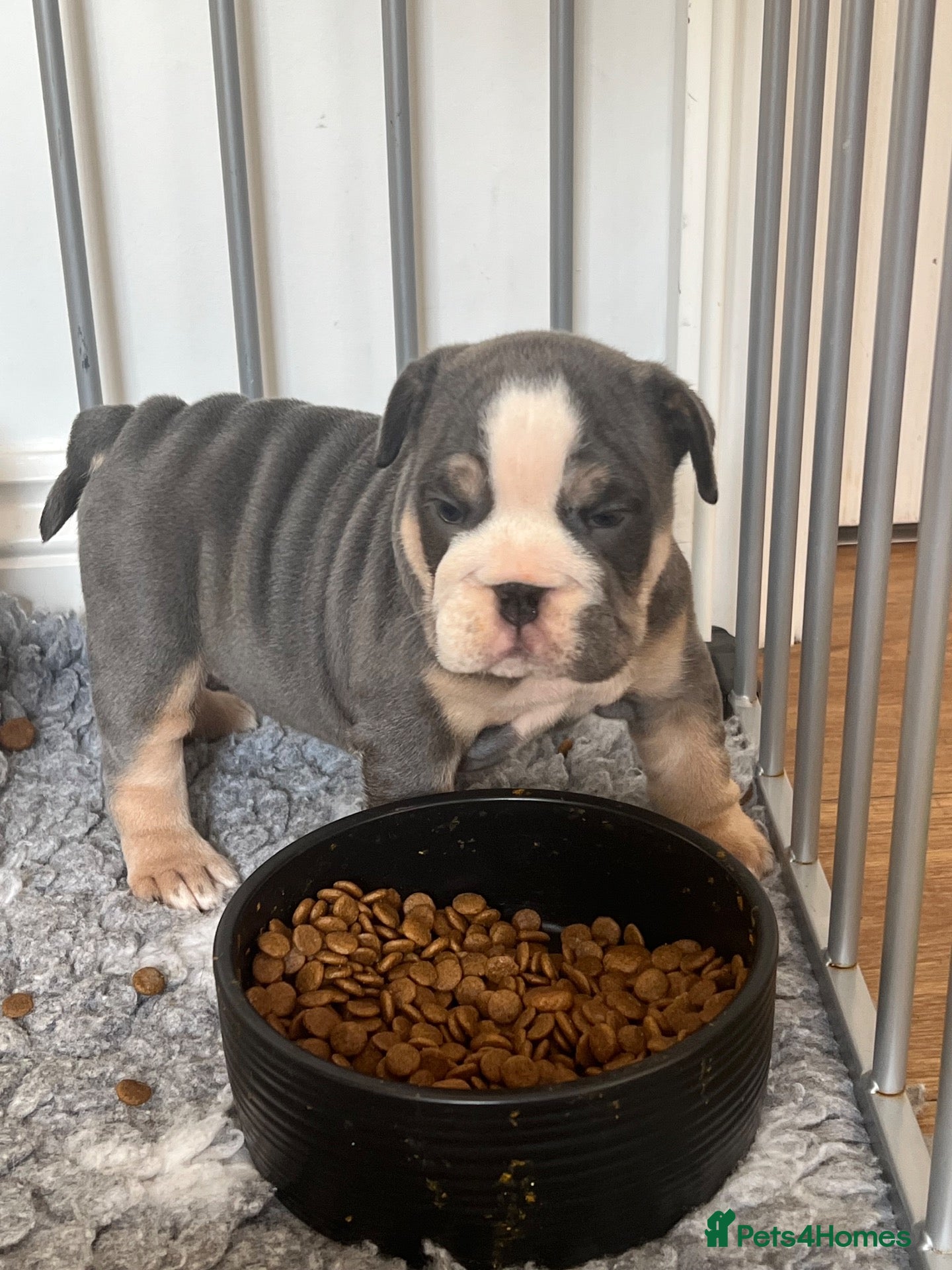 English Bulldog dogs for sale: BEAUTIFUL ENGLISH BULLDOGS  - Advert 2