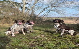 German Shorthaired Pointer dogs for sale: German Pointer – 3 Years Old – Loving Active Home - Image 2