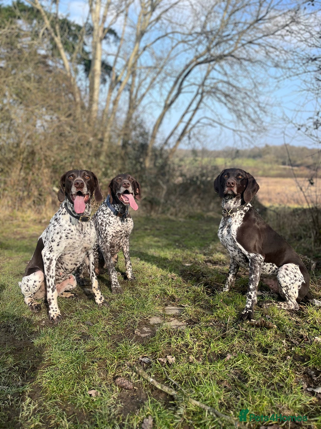 German Shorthaired Pointer dogs for sale: German Pointer – 3 Years Old – Loving Active Home - Image 2