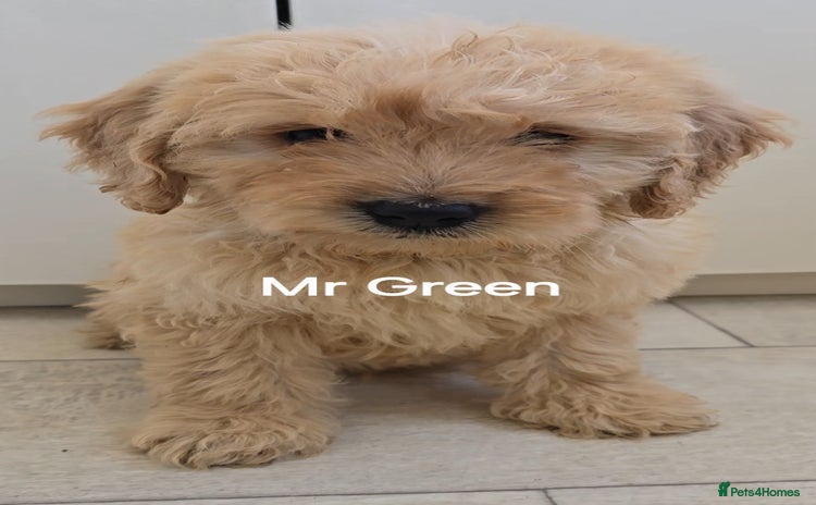 Mini Goldendoodle dogs - Advert 4