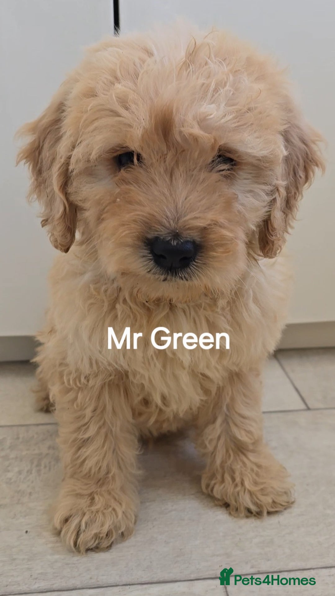 Mini Goldendoodle dogs for sale: 5 beautiful healthy goldendoodle F1 - Image 1