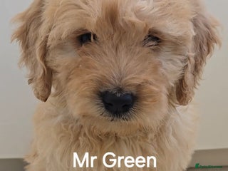 Mini Goldendoodle dogs - Advert 1