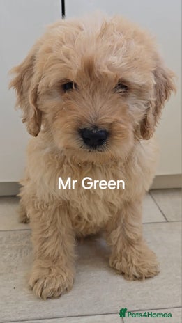 Mini Goldendoodle dogs - Advert 1