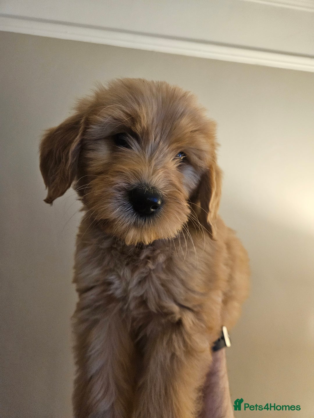 Goldendoodle dogs for sale: Goldendoodle Puppies - Advert 11