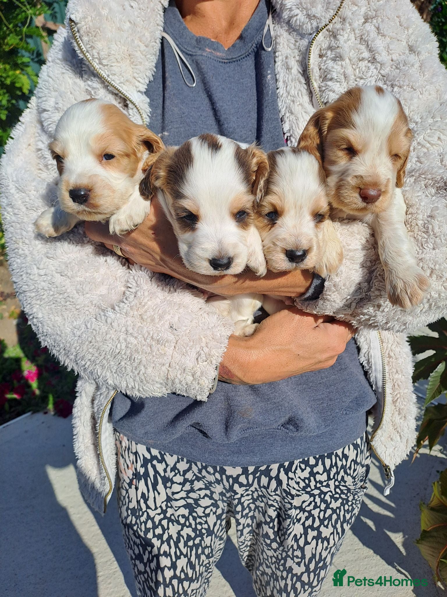 Cocker Spaniel dogs Cocker Spaniel Puppies  - Advert 1