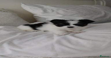 Chihuahua dogs - Advert 3