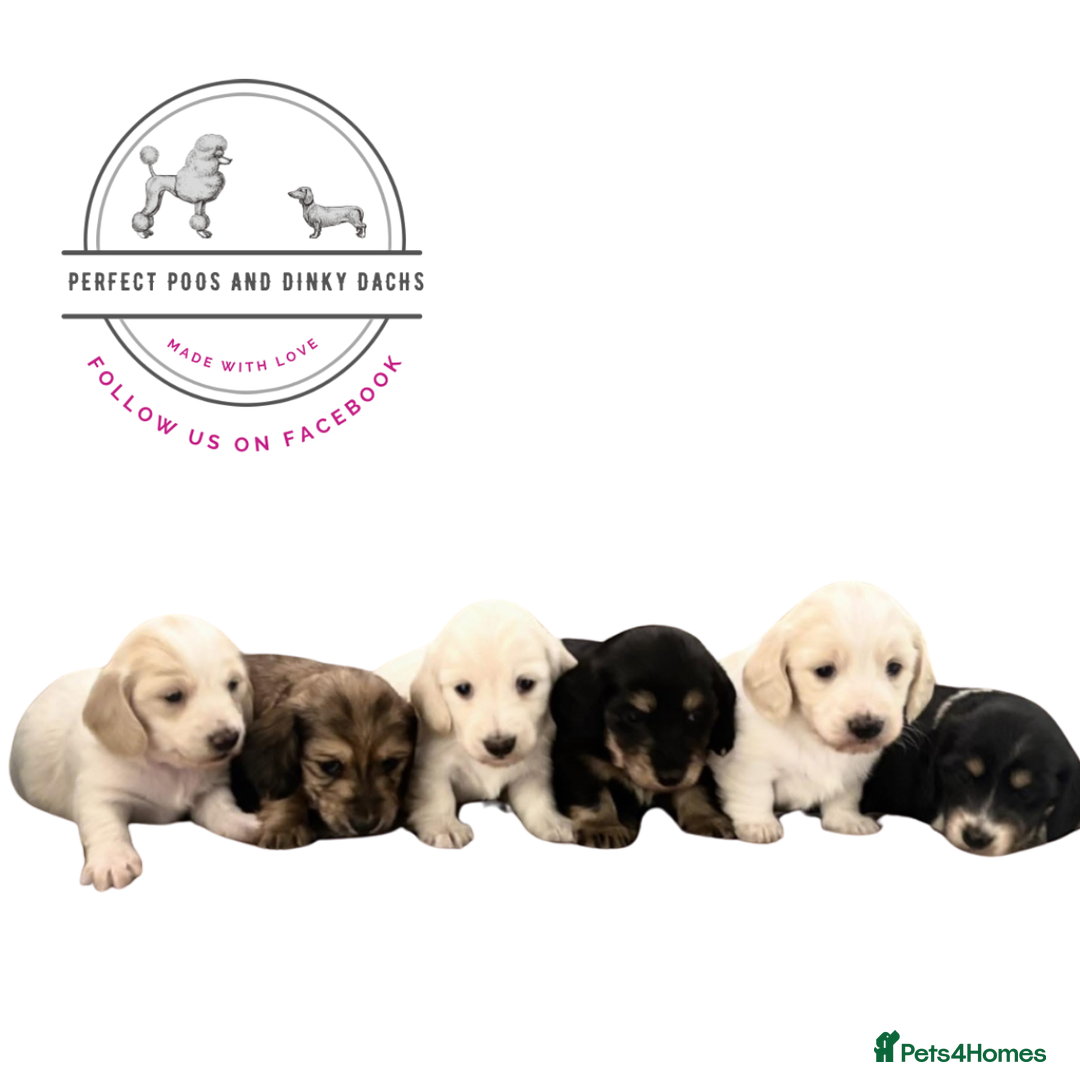 Miniature Dachshund dogs for sale: KC Registered Cream Long Hair Miniature Dachshunds - Advert 8